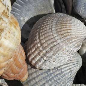 Gewassen schelpen